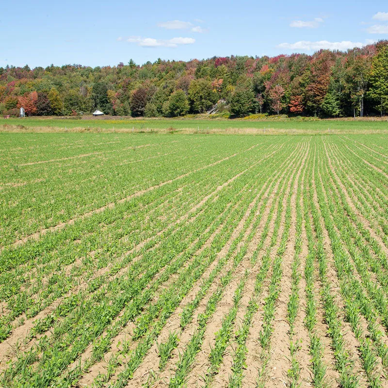 VEGSOW Organic Cover Crop Seeds - Mixed Soil Enrichment Blend