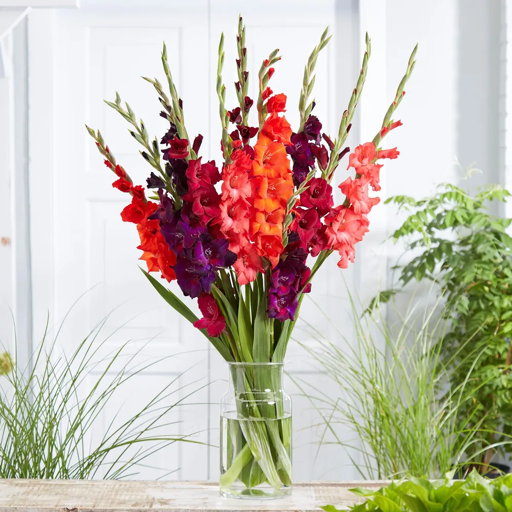 VEGSOW Gladiolus Flower Bulbs - Passion Mix
