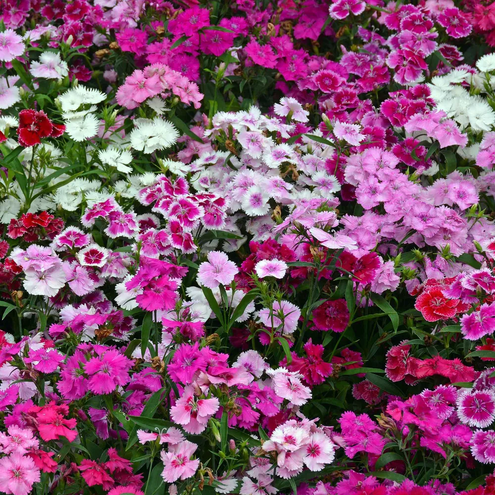 VEGSOW Sweet William Seeds - Indian Carpet Dwarf Single Mix