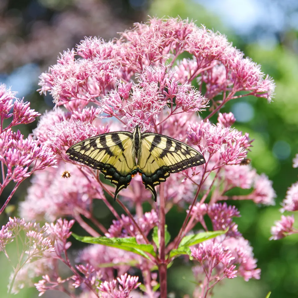 VEGSOW Joe Pye Weed Seeds - Atropurpureum Perennial Flower Seeds