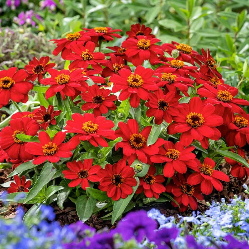 VEGSOW Profusion Red Zinnia Seeds - Heat-Tolerant Annual Flower Seeds