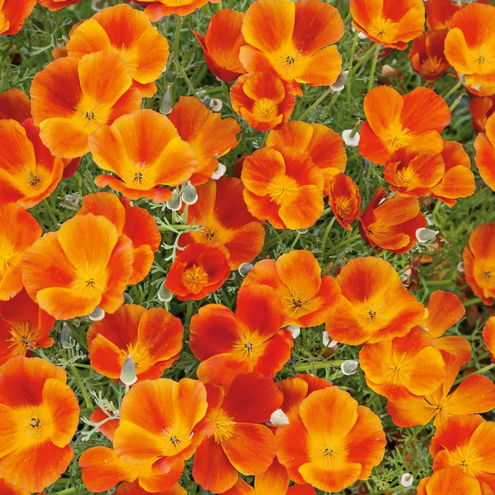 VEGSOW California Poppy Seeds - Mikado Variety