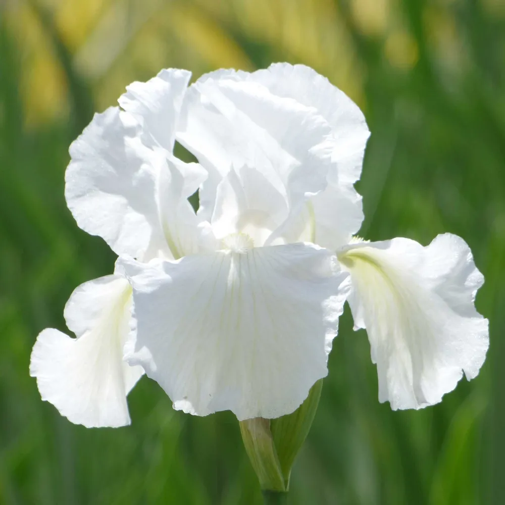 VEGSOW Re-Blooming Bearded Iris Bulbs - Immortality
