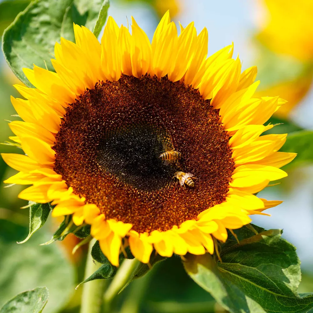 VEGSOW Bambino Dwarf Sunflower Seeds - Compact Garden Flower Seeds