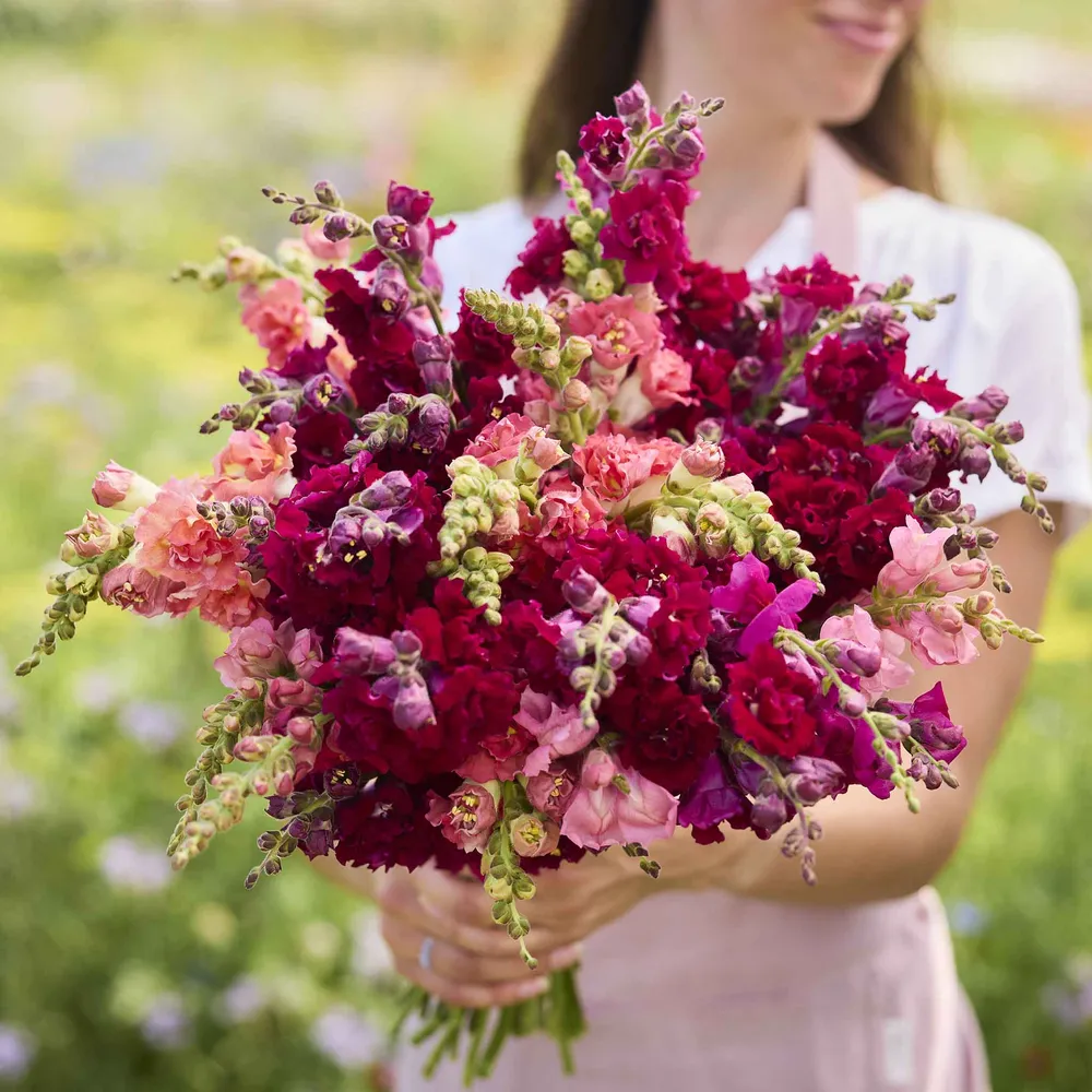VEGSOW Snapdragon Seeds - Passion (Red) Mix
