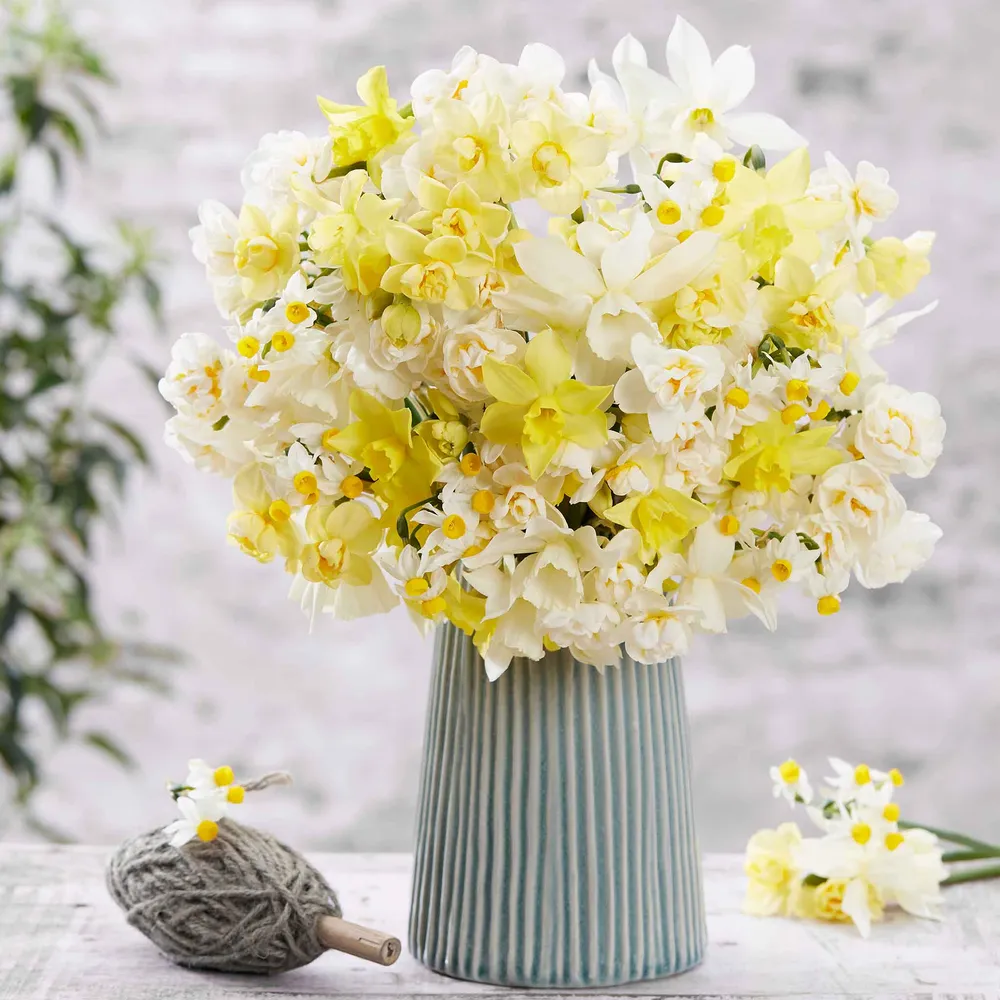 VEGSOW Fragrant Daffodil Bulbs Mix - Spring Flowering Perennial Bulbs