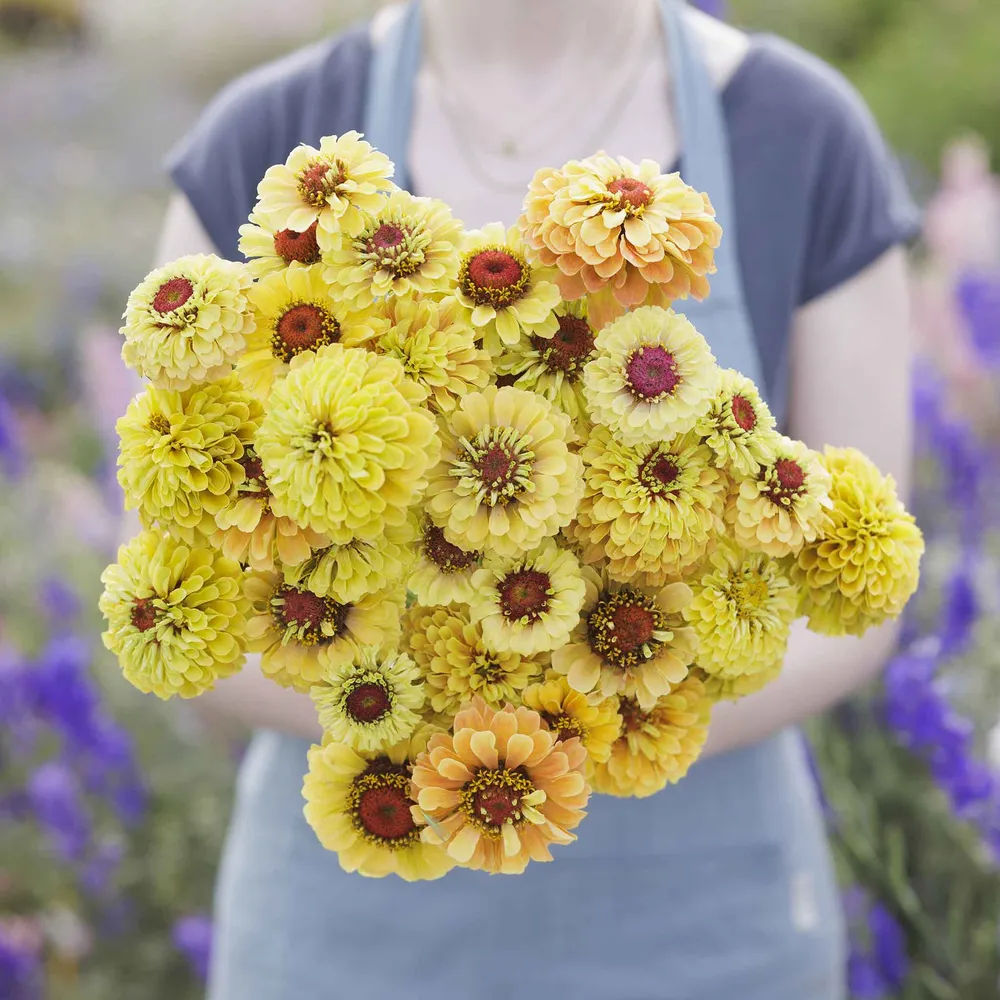VEGSOW Queeny Lemon Peach Zinnia Seeds - Heirloom Flower Seeds for Garden