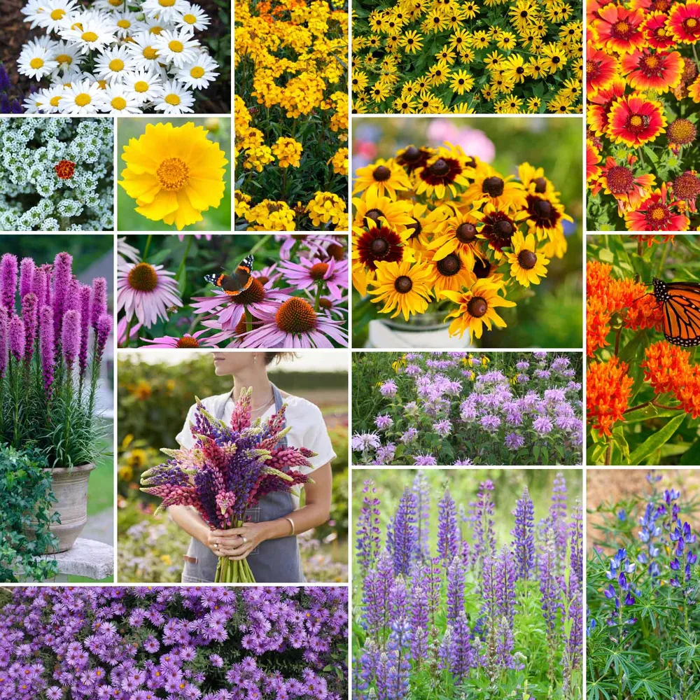 VEGSOW Northeast All Perennial Wildflower Seed Mix for Native Pollinator Gardens