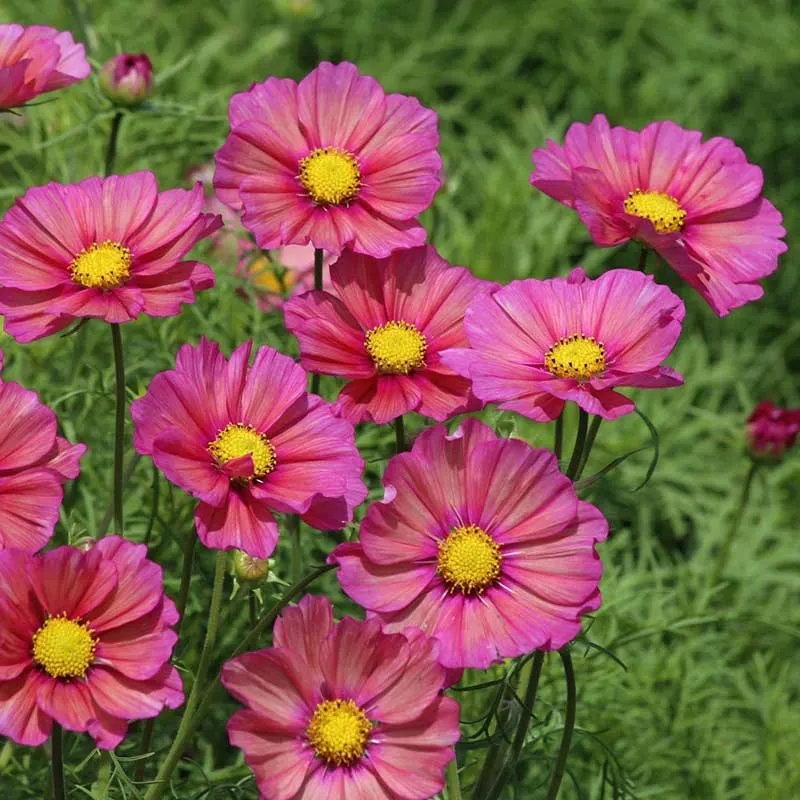 VEGSOW Cosmos Seeds - Xsenia Wildflower Pollinator Mix