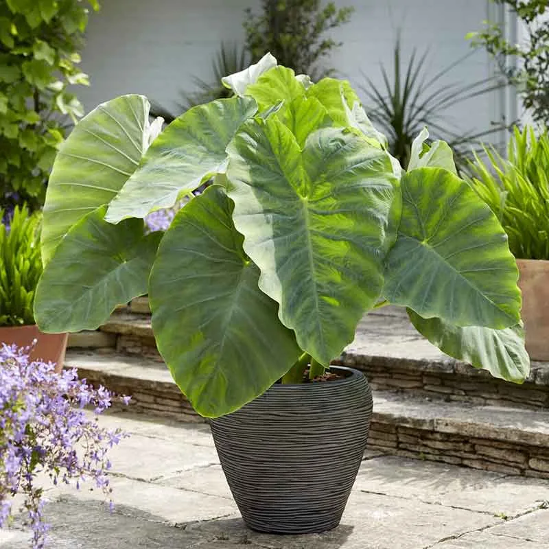 VEGSOW Elephant Ear Bulbs - Jumbo Size Tropical Planting Bulbs