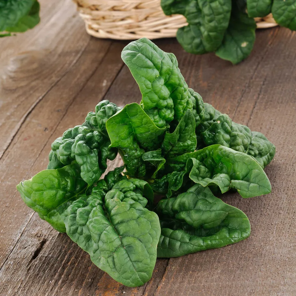 VEGSOW Noble Giant Spinach Seeds - Heirloom Vegetable Seeds for Home Gardens