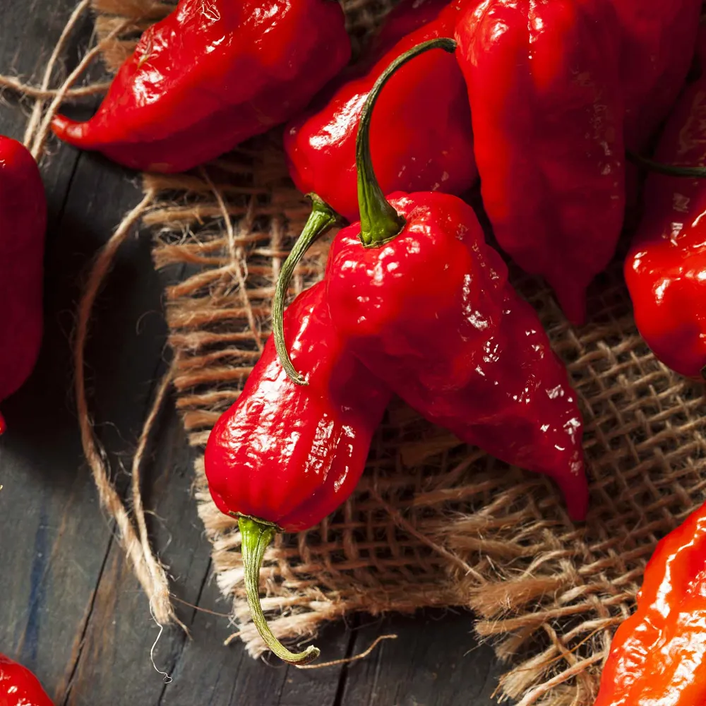 VEGSOW Bhut Jolokia Ghost Pepper Seeds - Heirloom Chili Seeds for Home Gardening
