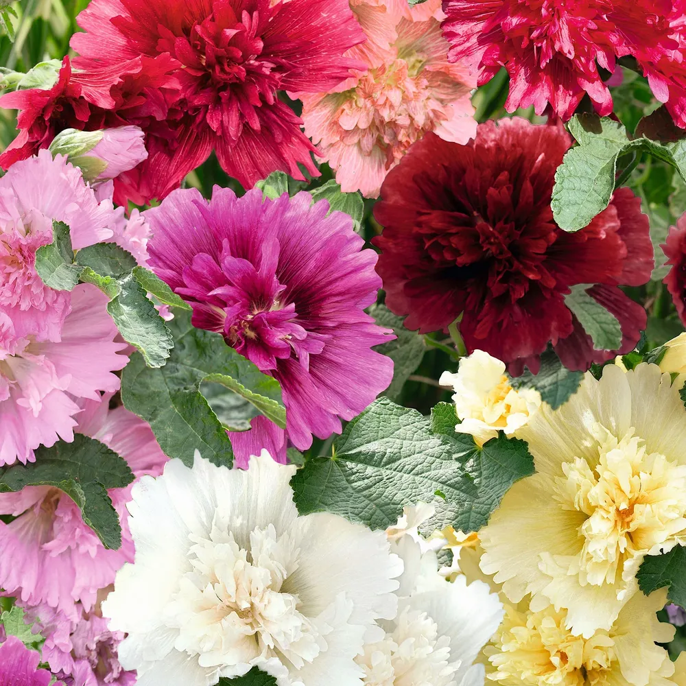 VEGSOW Hollyhock Seeds (Dwarf) - Queeny Mix