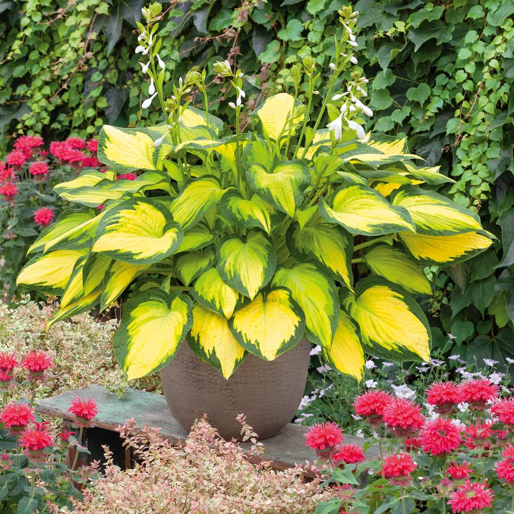 VEGSOW Orange Marmalade Hosta Roots - Perennial Shade Plant Bare Root