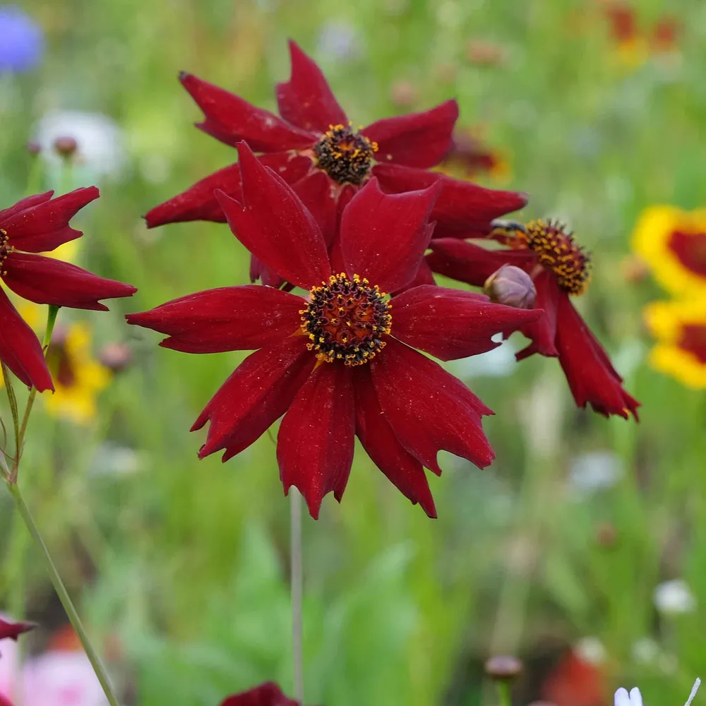 VEGSOW Coreopsis Seeds - Amulet Variety
