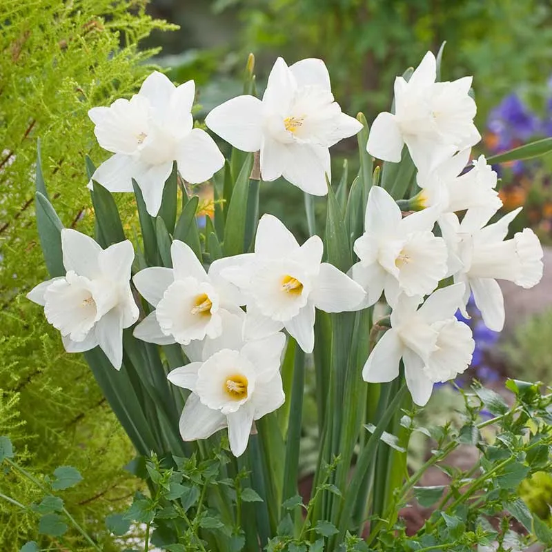 VEGSOW Mount Hood Trumpet Daffodil Bulbs - Pure White Spring Flowering Perennials