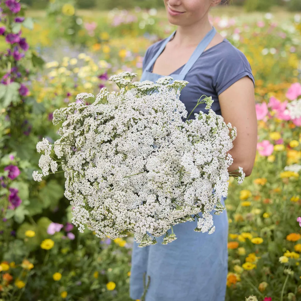 VEGSOW White Yarrow Seeds (Achillea millefolium) - Hardy Perennial Flower Seeds
