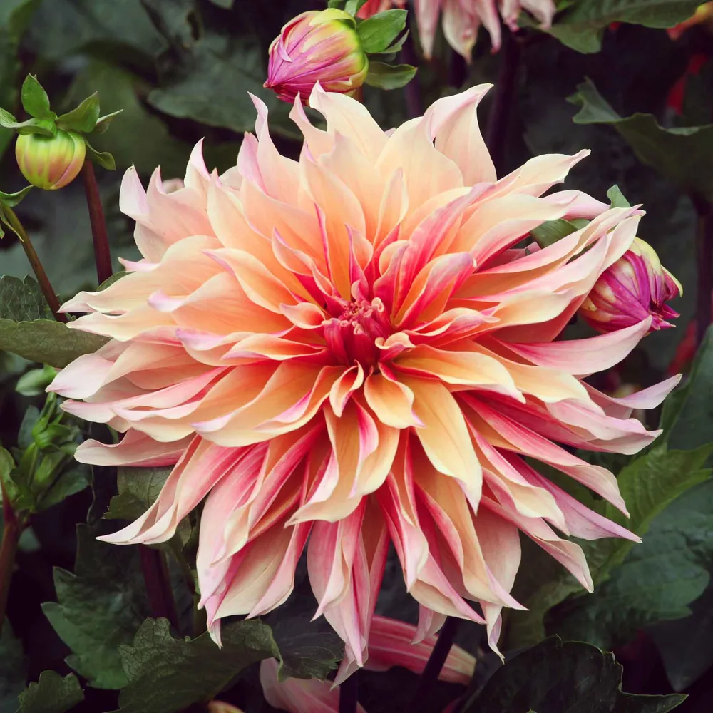 VEGSOW Dinnerplate Dahlia Tubers - Labyrinth
