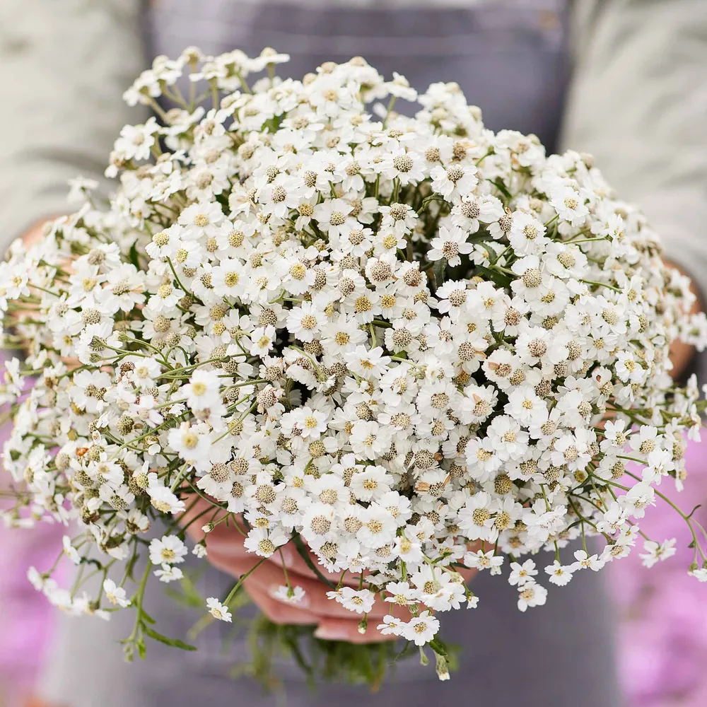 Yarrow Seeds - The Pearl | Achillea Millefolium Heirloom Flower Seeds