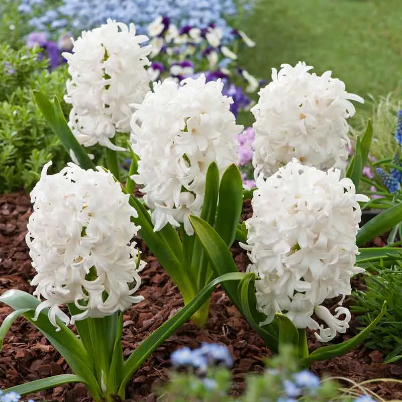 VEGSOW White Hyacinth Bulbs - Fragrant Spring Flowering Bulbs