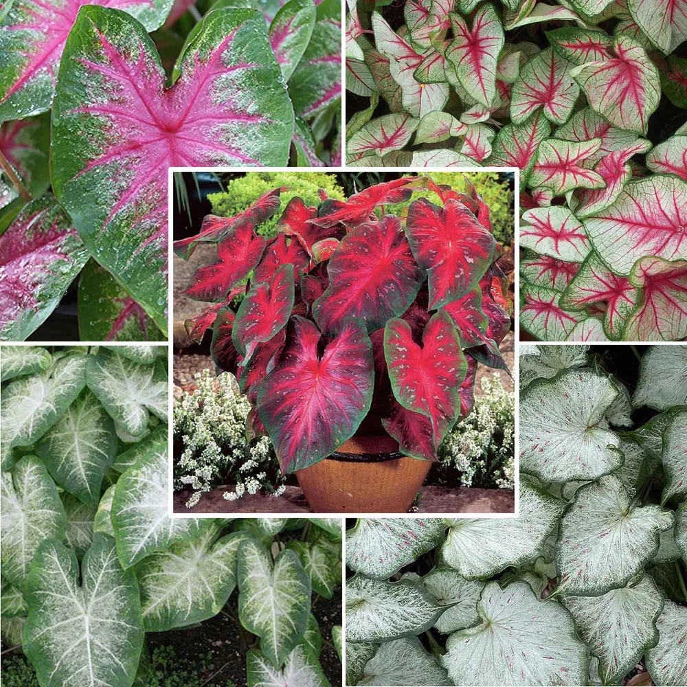 VEGSOW Caladium Bulbs - Sun Tolerant Collection