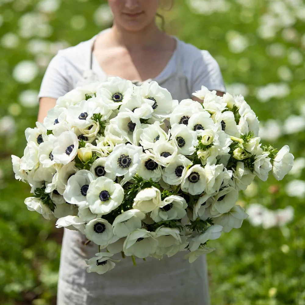 VEGSOW De Caen White Anemone Bulbs - Pure White Poppy-Flowered Anemone