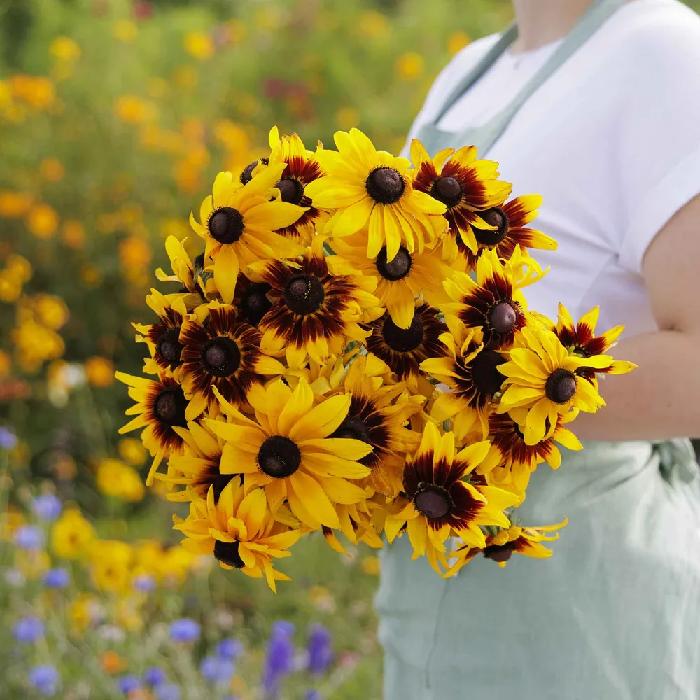 VEGSOW Black Eyed Susan Seeds - Gloriosa Daisy Mix