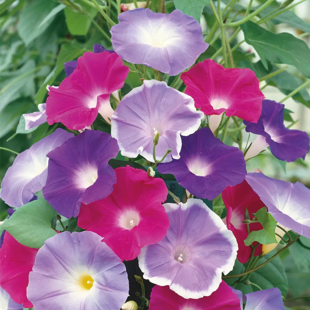 VEGSOW Morning Glory Seeds - Early Call Mix
