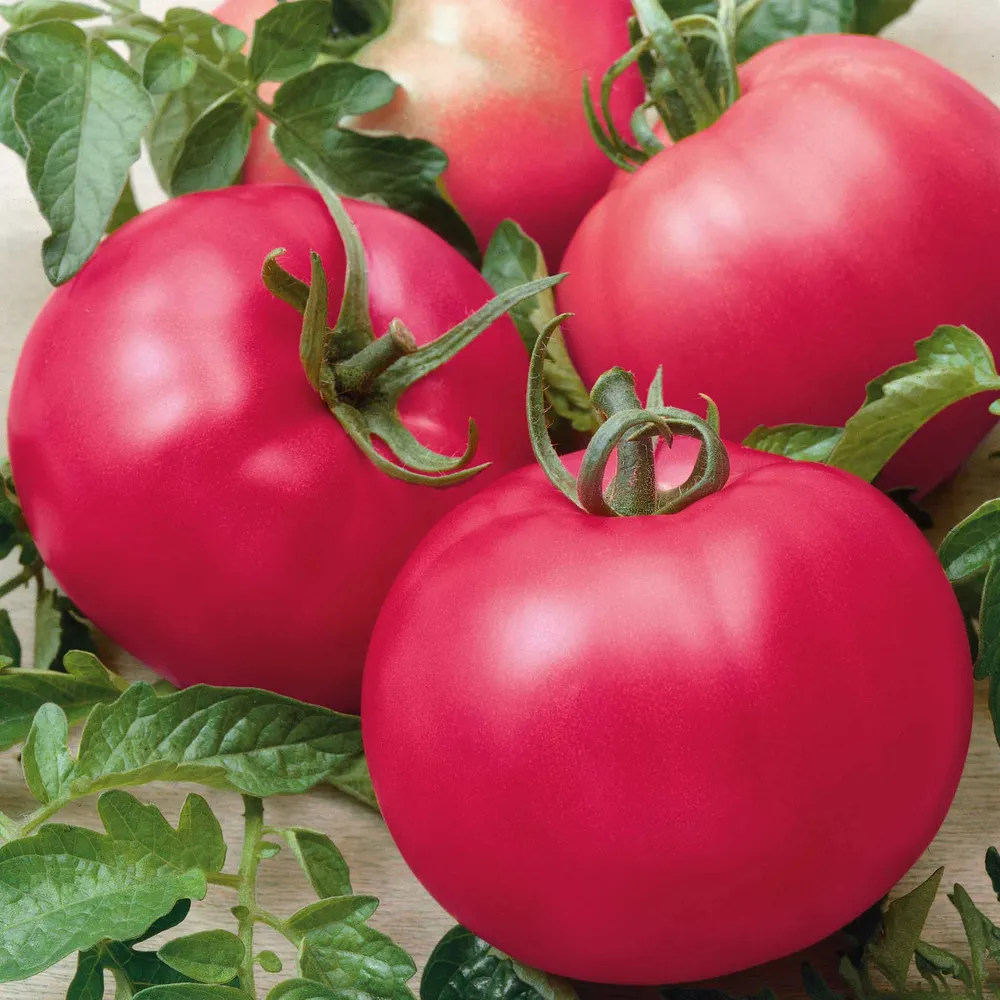 VEGSOW Chef's Choice Pink F1 Tomato Seeds