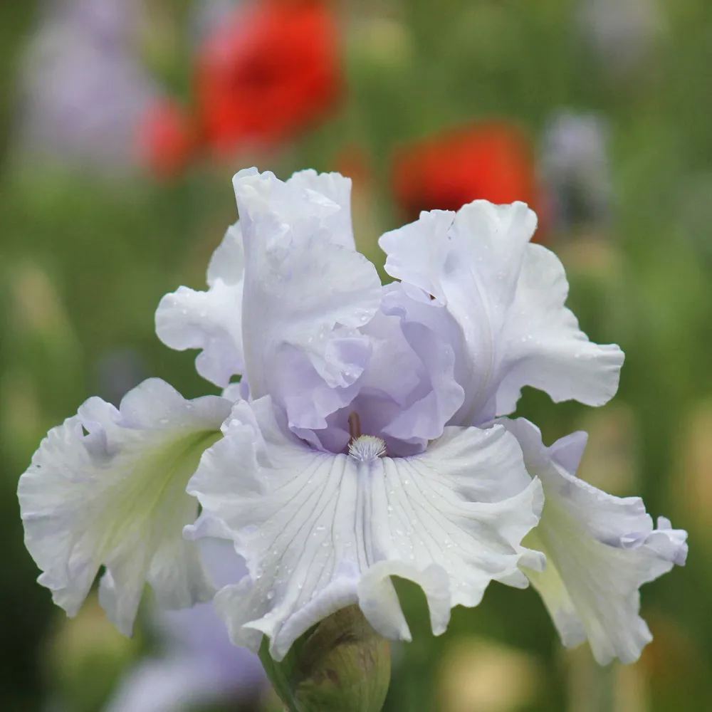 VEGSOW Bearded Iris Bulbs - Silverado Variety