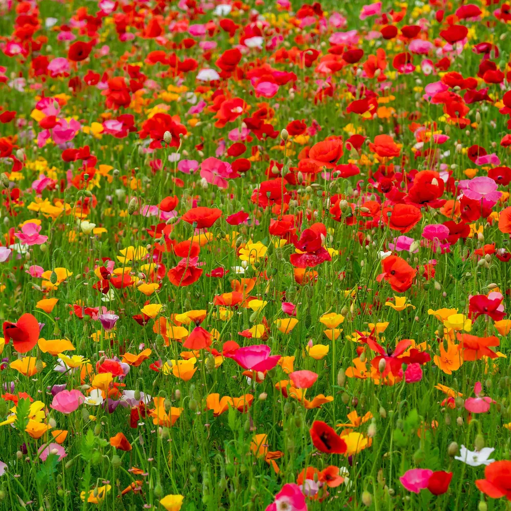 VEGSOW Poppy Flower Seed Mix - Assorted Annual & Perennial Varieties