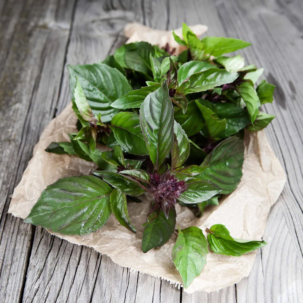 VEGSOW Thai Basil Seeds - Heirloom Herb Seeds for Home Gardens