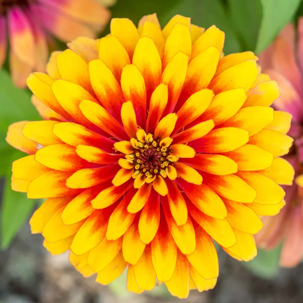 VEGSOW Zinnia Seeds - Swizzle Scarlet & Yellow - Annual Flower Seeds