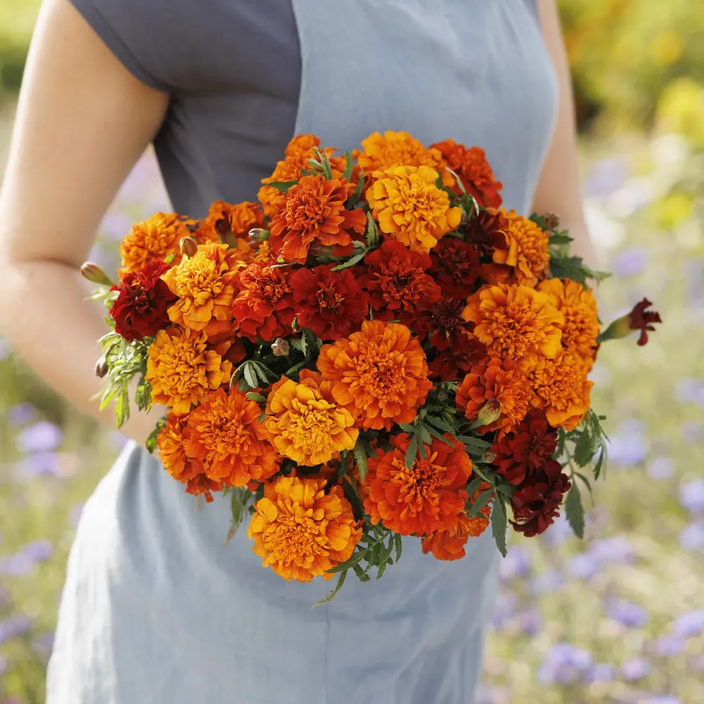 VEGSOW French Marigold Seeds - Fireball Variety