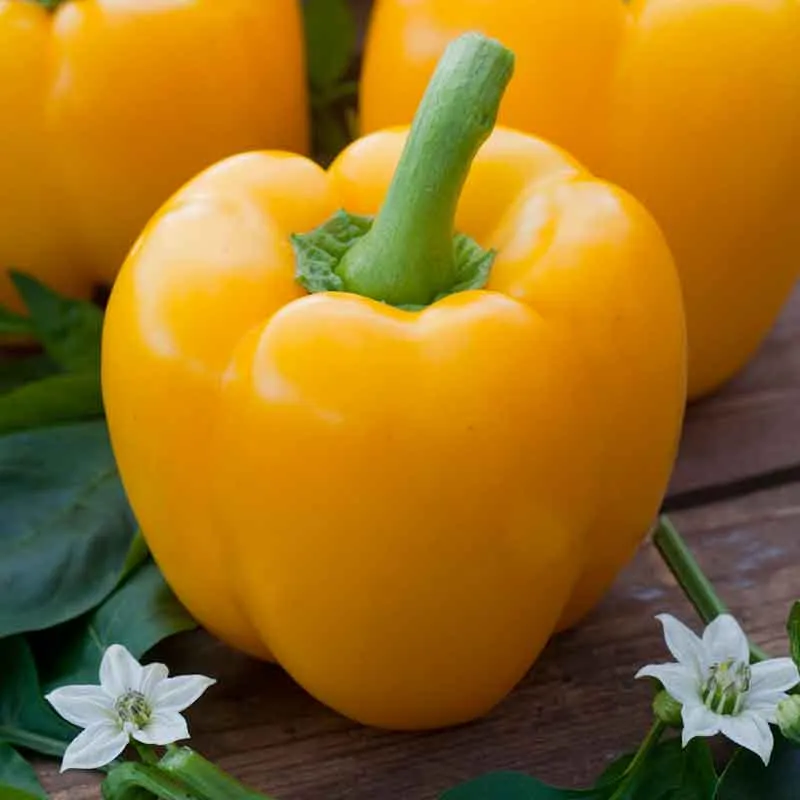VEGSOW Golden Cal Wonder Sweet Pepper Seeds - Organic Heirloom Vegetable Seeds