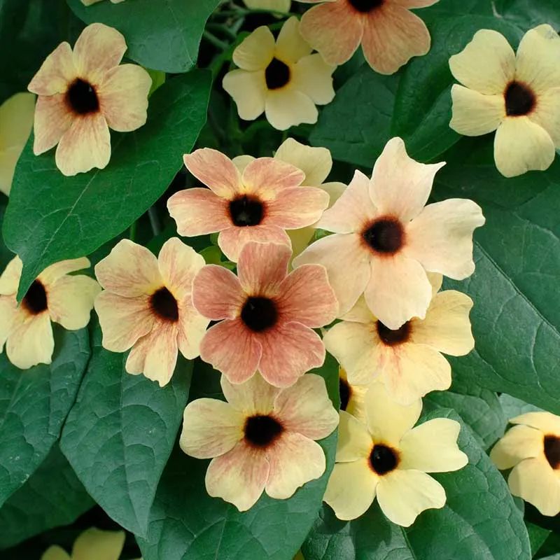 VEGSOW Black Eyed Susan Vine Seeds - African Sunset Mix