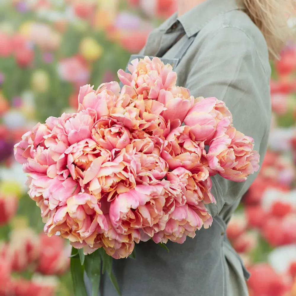 VEGSOW Pink Star Tulip Bulbs - Spring Flowering Perennial Flower Bulbs