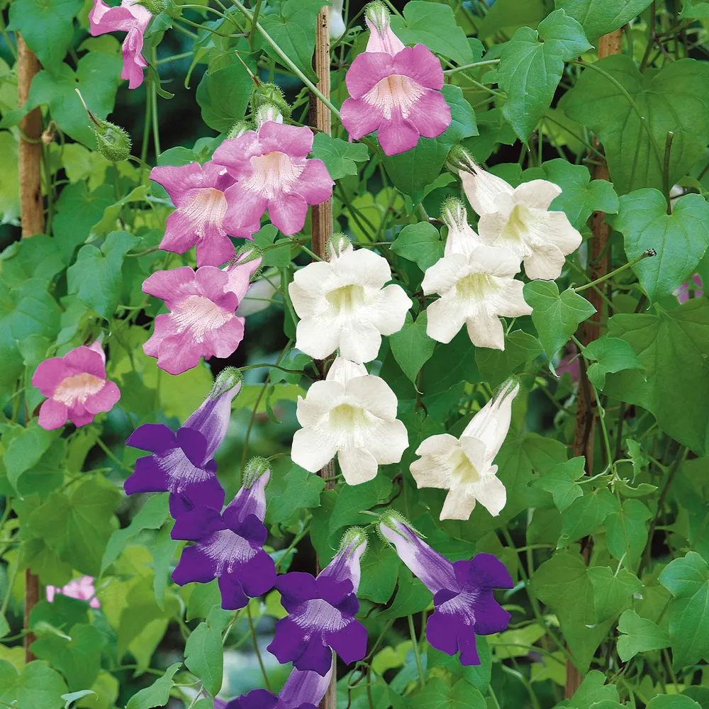 VEGSOW Climbing Snapdragon Seeds - Vibrant Mixed Color Variety for Vertical Trellis Gardening