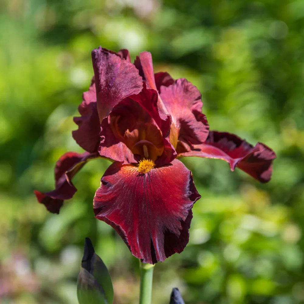 VEGSOW War Chief Bearded Iris Bulbs - Hardy Perennial Rhizomes