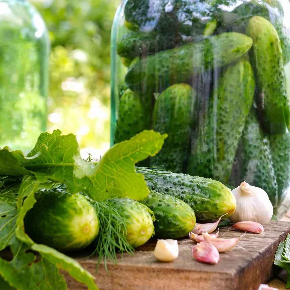 VEGSOW National Pickling Cucumber Seeds - Heirloom Garden Vegetable Seeds