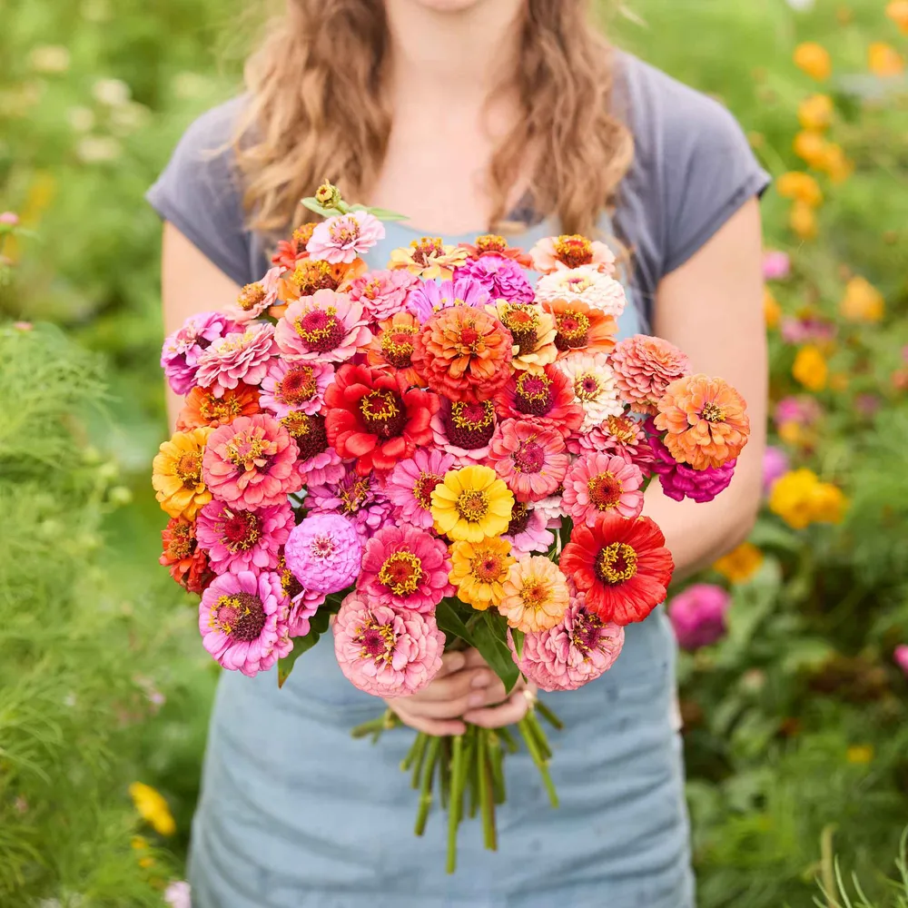 VEGSOW Zinnia Seeds - Pumila / Cut & Come Again Mix