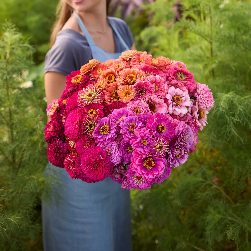 VEGSOW Benary's Giant Passion Series Zinnia Seeds - Tall Annual Cut Flowers