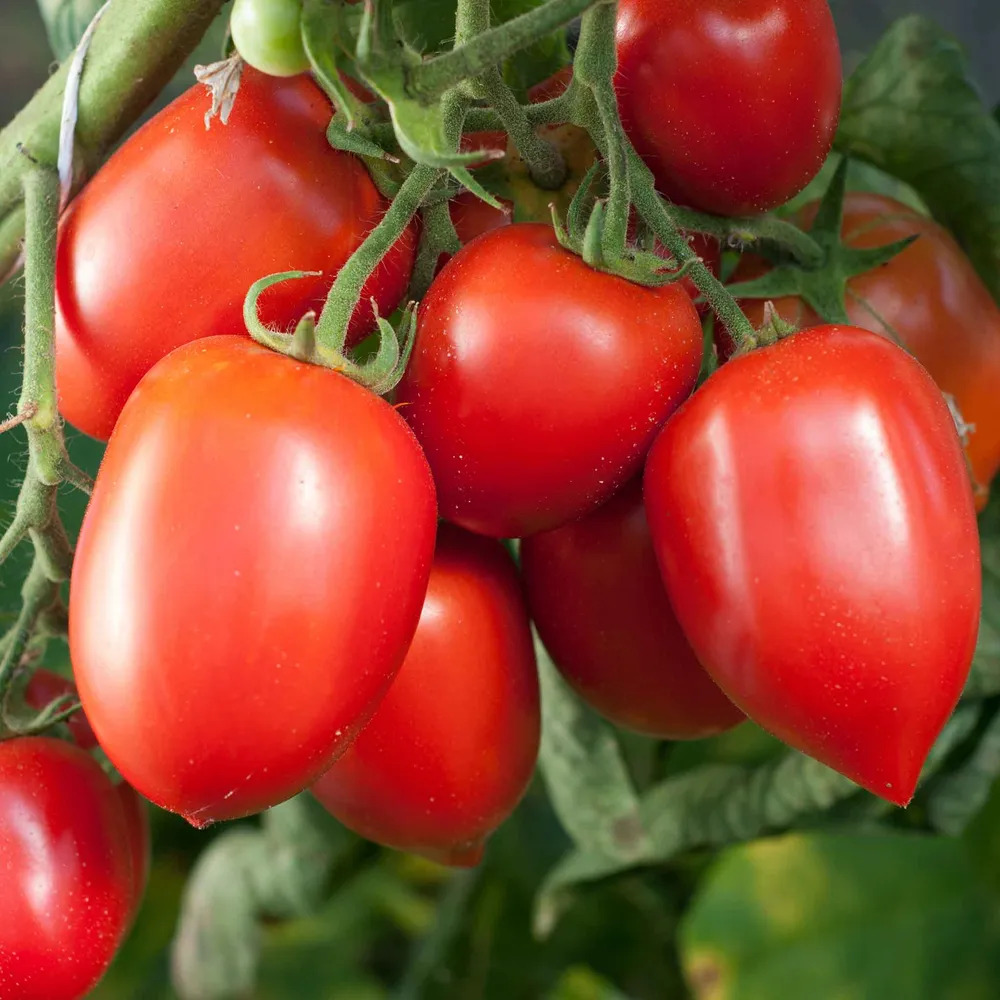 VEGSOW Amish Paste Tomato Seeds - Heirloom Vegetable Seeds for Home Gardening