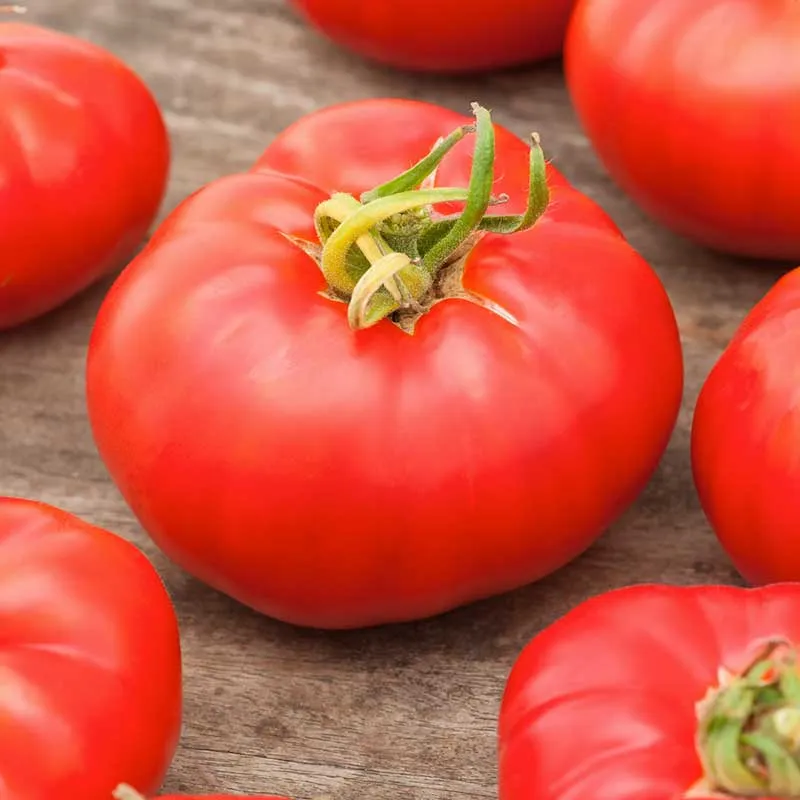 VEGSOW Marmande VF Tomato Seeds - Heirloom Variety for Home Gardens