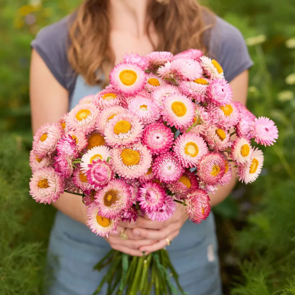 VEGSOW Strawflower Seeds - Bright Rose