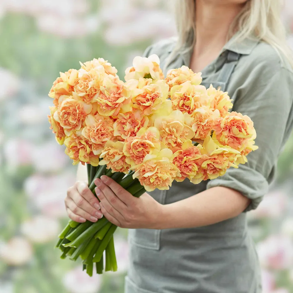 VEGSOW Egg Benedict Daffodil Bulbs - Spring Flowering Narcissus