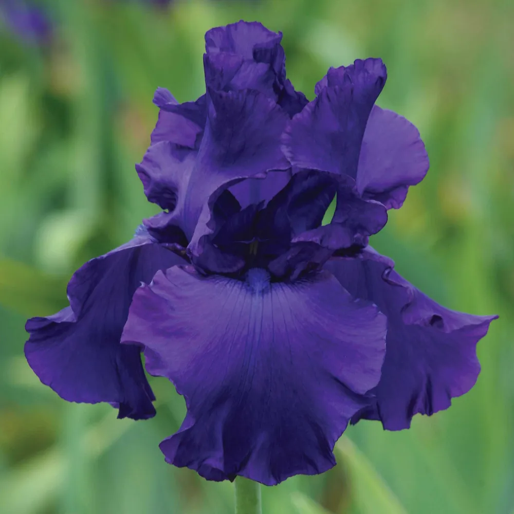 VEGSOW Titan's Glory Bearded Iris Bulbs - Perennial Garden Rhizomes