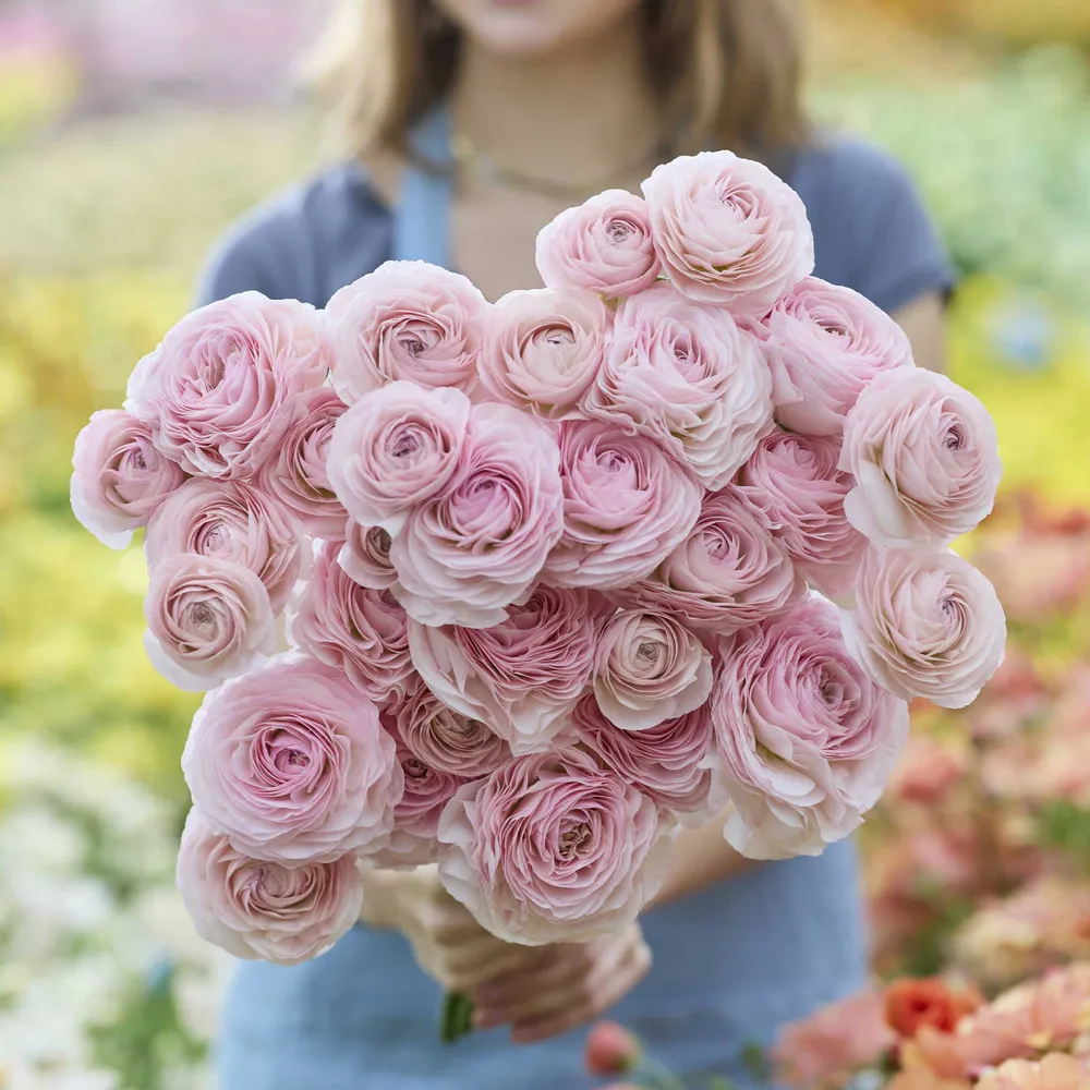 VEGSOW Romance Seine Ranunculus Bulbs - High-Viability Flower Corms