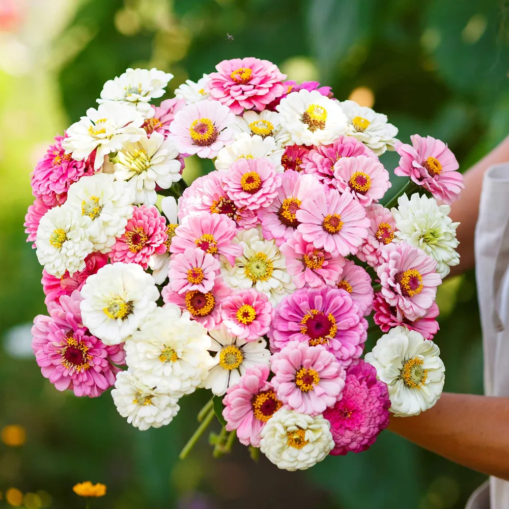 VEGSOW Zinnia Seeds - Isn't This Romantic Mix