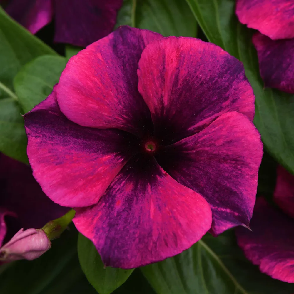 VEGSOW Vinca Seeds - Tattoo Black Cherry Flower Seeds
